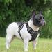 Shop Heele Dog Crockery & Adjustable Reflective Running Harness - Anti-Training Lockable Castle Black (S: 35-61cm) - Buy Online on GoSupps.com