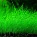Aquarium Grass Plants Seeds Mini Hairy Grass Seeds 10G Fish Tank Aquarium Plant Aquatic Water Grass Plant Seeds Easy Grow
