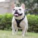 Doramio Dog Harness for Small Dogs Reflective Breathable Step-In Harness with Leash | Anti-Training Safety Dishes for Dogs & Cats (Black Yellow XS) - Buy Online on GoSupps.com