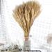 Dried Wheat Sheaves Stalks 100Pcs Natural Wheat Bouquet Artificial Elegant Dried Wheat Flowers Long Lasting Dried Wheat Sheaves Bundle Dried Wheat Sheaves Stalks for Fall Flowers Arrangement - Buy Online on GoSupps.com