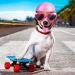 Xuniea 2 Pieces Small Dog Helmet and Goggles Puppy Sunglasses UV Protection PET Helmet with Adjustable Belt Dog Motorcycle Hard Safety Hat for Doggie Windproof Glasses Small Dog Cycling Riding(Pink) - Buy Online on GoSupps.com