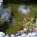 Ubbink Pond Gravel 10 kg Pond Soil Pond Decoration Pond Soil 8 - 12 mm - Buy Online on GoSupps.com