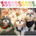 Cobee Cat Dog Hair Clips 30 Pieces 1 Inch Dog Puppy Grooming Bows Multicolor Bone Shape Pet Hair Accessories Clip Mini Snap Hair Clips Cute Pet Hairpin Headwear for Small Dog Cat - Buy Online on GoSupps.com