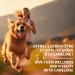 Camelina Oil for Dogs & Cats 500mL by Olimega Farm | High in Omega-3 & Vitamin E | Support for Healthy Joints Coat & Skin (500 ml (Pack of 2) Camelina Oil) Camelina Oil 500 ml (Pack of 2) - Buy Online on GoSupps.com