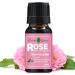 Premium Rose Absolute Oil for Diffuser - Rose Essence Oil for Relaxation Rosa Absolute 10ml (0.33 fl oz) Rose 0.33 Fl Oz (Pack of 1)
