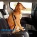 Maoxintek Dog Security Belt for Car | Adjustable 2PCs Elastic Seat Belt for Dogs & Cats | Safe Travel for All Dog Breeds - Buy Online on GoSupps.com