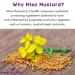 HealthSavor Organic Miso Mustard 1.0oz, Vegan, Soy-Free, No Sugar, No MSG - Umami Mustard with Chickpea Miso, Yellow - Pack of 1 - Buy Online on GoSupps.com