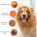 Shop Lion Mane Dog Costume - Perfect for Medium to Large Dogs & Cats | International Shipping Available - Buy Online on GoSupps.com