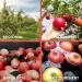 Organic Fairy Apple Cider Vinegar 1L - Unfiltered Raw Cloudy with Mother - German Quality (2x 500ml) - Buy Online on GoSupps.com