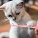 Buy Soft Bristle Pet Toothbrush Set for Small Dogs & Cats - 5 Pcs Round & Pointed Heads Ideal for Puppy & Kitten Dental Care - Buy Online on GoSupps.com