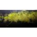 10x Water Lettuce pistia stratiotes Dwarf Mini Live Aquarium Floating Plants - Buy Online on GoSupps.com
