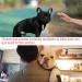 Short Snout Dog Muzzle French Bulldog Muzzle Frenchie Muzzle Short Billed Dogs Muzzle Anti Bitting Chewing Barking with Adjustable Breathe Mesh Overhead Strap for Flat Faced Dog - Buy Online on GoSupps.com
