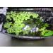 10x Water Lettuce pistia stratiotes Dwarf Mini Live Aquarium Floating Plants - Buy Online on GoSupps.com