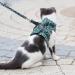 Etopars Cat Dishes & Leash Set | Adjustable Cat Vest & Outbreak-Proof Harness for Kittens & Puppies - XS Green - Buy Online on GoSupps.com