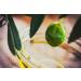 NOT THE SAME EVOO - Spiced extra virgin olive oil and chili pepper - Arbequina variety - 250 ml - Cold extracted - Premium Arbequina - Gourmet product - Perfect for pizza and pasta - Buy Online on GoSupps.com