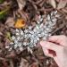 Catery Flower Crystal Bride Wedding Hair Comb with Pearl - Silver Bridal Side Combs for Women - Buy Online on GoSupps.com