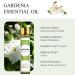 Aoruilia 10ml Gardenia Essential Oil 100% Pure Natural Gardenia Aromatherapy Oils for Diffusers for Home Sleep Relax Spa Massage DIY Soap Candle Making Gardenia 10 ml (Pack of 1) - Buy Online on GoSupps.com