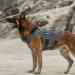 Oneigris No-Pull Dog Harness - Adjustable Aire Mesh Safety Vest for Large/Medium Dogs - Ultra Breathable with 2 Handles - Gray XS (Neck 28-43cm Breast 38-56cm) - International Shipping Available - Buy Online on GoSupps.com