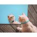 Murom Breakaway Leather Cat Collar with Bell | Adjustable and Soft Kitten Collar in Pink, Brown, Blue, Green, Red - Buy Online on GoSupps.com