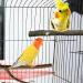 10-Piece Natural Bird Accessories for Budgies Canaries & Lovebirds - Gionar Climbing Grinding & Standing Cage Toys - Buy Online on GoSupps.com