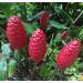 Shampoo Ginger Lily Plant Rhizomes - 5 Red Pinecone Ginger Plant Ginger Roots 2 Ginger Rhizomes