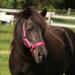 Netproshop Monochrome Halter & Guide for Mini Shetty to XL Full - Pink | Premium Quality Horse Gear - Buy Online on GoSupps.com