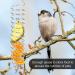 Bubuyun 2PCS Parrot Basket Bird Foraging Toy Parrot Feeder Skewer Hanging Parrot Feeder Stainless Steel Bird Skewer for Parrot Bird(26.5 4.5cm Silver) - Buy Online on GoSupps.com