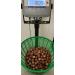 Hazelnut in shell - Origin France - South West - Sold in bulk of 1 kilo - Buy Online on GoSupps.com