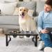 Siooko Elevated Dog Bowls Wood Raised Stand with 2 Stainless Steel Bowls | Non-Slip Feet | 7.7 Tall | 58 oz Capacity - Buy Online on GoSupps.com