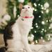 VKPETFR Breakaway Cat Collars with Bell & Pendants - 3 Pack Adjustable Safety Kitten Collars for Christmas - Buy Online on GoSupps.com