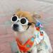 Shop Panda Style UV Glasses for Small Dogs | Eye Protection & Comfort | Windproof & Anti-Fitting Cat Glasses - Buy Online on GoSupps.com