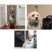 Stock Show Pet Birthday Party Cone Hat & Bow Tie Collar Set - Blue | Adjustable Headband for Small/Medium Dogs & Cats - Buy Online on GoSupps.com
