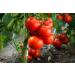 SAFLAX - ORGANIC - Tomato - Rose de Berne - 10 seeds - Solanum lycopersicum - Buy Online on GoSupps.com