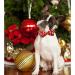 Lionheart Glory Christmas Dog Halison - Adjustable Soft Fly Collars for Small Dogs | Red Penguin Design | Perfect Holiday Gift - Buy Online on GoSupps.com