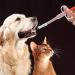 XPEX 3 Pack Cat Tablet Dispenser - Medication Feeder Syringe for Cats | Easy Pet Medication Pusher - Buy Online on GoSupps.com