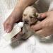 QIYADIN Pet Nursing Bottles Kit for Cats and Dogs - Nursing Milk Bottle for Newborn Pets - Buy Online on GoSupps.com