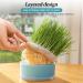 Anulely Cat Grass Plant Container - Earth-Free Sprouter Tray for Indoor Cats & Pets | Stylish Blue Planting Box for Home D cor - Buy Online on GoSupps.com