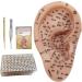 Peosaard Ear Seed Acupuncture Kit - Complete Set with Ear Model Stains Tweezers & Guide Book for Effective Ear Acupuncture - Buy Online on GoSupps.com