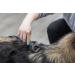 Trixie Universal Groomer for Coat Type 2/4/6 Small Dogs and Cats Medium Plastic / Metal Prongs 5 x 18 cm - Buy Online on GoSupps.com