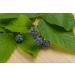 Blackberry Leaf Tea | Rubus L - Rubi Fruticose Folium | Ronce Feuille Tisane Health Embassy (100g) - Buy Online on GoSupps.com