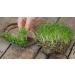 Cress Seeds 100g Aserio Seeds Watercress Seeds Haleen Seeds Halim Seeds Cressonnette Garden cress Seeds Aliv Seeds - Buy Online on GoSupps.com