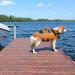 Kuoser Dog Life Jacket | Durable & High Buoyancy Vest for Small Medium Large Dogs | Orange & Camouflage Options | Secure Swimming Safety - Buy Online on GoSupps.com