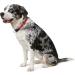 HUNTER Freestyle Dressage Dog Collar - Robust Weatherproof Pull Stopper - Size 65 XL - Red - Buy Online on GoSupps.com