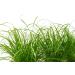 Buy Common Cat Grass (Cyperus alternifolius Zumula) - Premium Quality for Healthy Cats | International Shipping Available - Buy Online on GoSupps.com