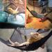 YUIP Mesh Reptile Hammocks Reptile Lizards Snakes Hammock Lounger Ladder Accessories Net Hanging Bed Toys (12"x12"x12" Black) - Buy Online on GoSupps.com