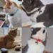 Adjustable Cat Neck Band with Name & Address | Safe Reflective Collar with Bell | 12 Pack + 2 ID Days - Buy Online on GoSupps.com