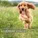 AniForte Fellharmonie Feeding Oil for Dogs & Cats 500ml | Natural Fur Care with Salmon Evening Primrose & Hemp Oils | Omega 3 & 6 for Shiny Fur & Healthy Skin - Buy Online on GoSupps.com