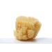 Aristos Premium Natural Bathing Sponge - 1 Year Durable Eco-Friendly Not Bleached - Greek Water Sponge 13-14cm - Plastic-Free Packaging - Buy Online on GoSupps.com