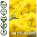Nature's Answer Mullein-X Kids Cough Syrup 4oz | Soothes Coughs Clears Mucus & Supports Respiratory Health | Non-GMO Gluten-Free Natural Honey Flavor - Buy Online on GoSupps.com