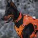 Oneigris No-Pull Dog Harness - Aire Mesh Adjustable Safety Vest for Large/Medium Dogs | Ultra-Breathable with 2 Handles | Orange XS (Neck: 28-43cm Breast: 38-56cm) - Buy Online on GoSupps.com